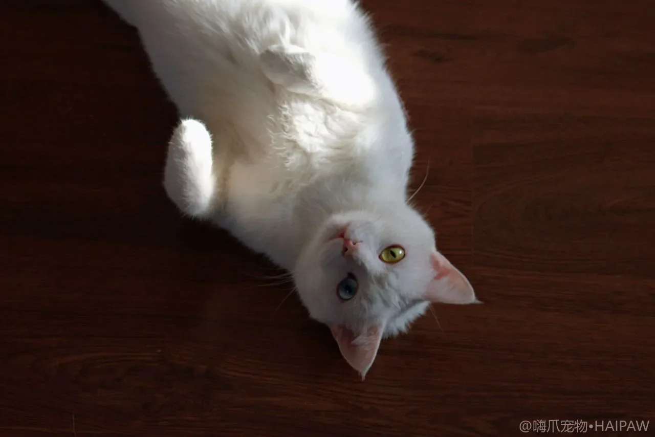 猫耳朵外面也要擦吗？耳廓清洁耳后皮肤检查与掏耳道之外的日常护理