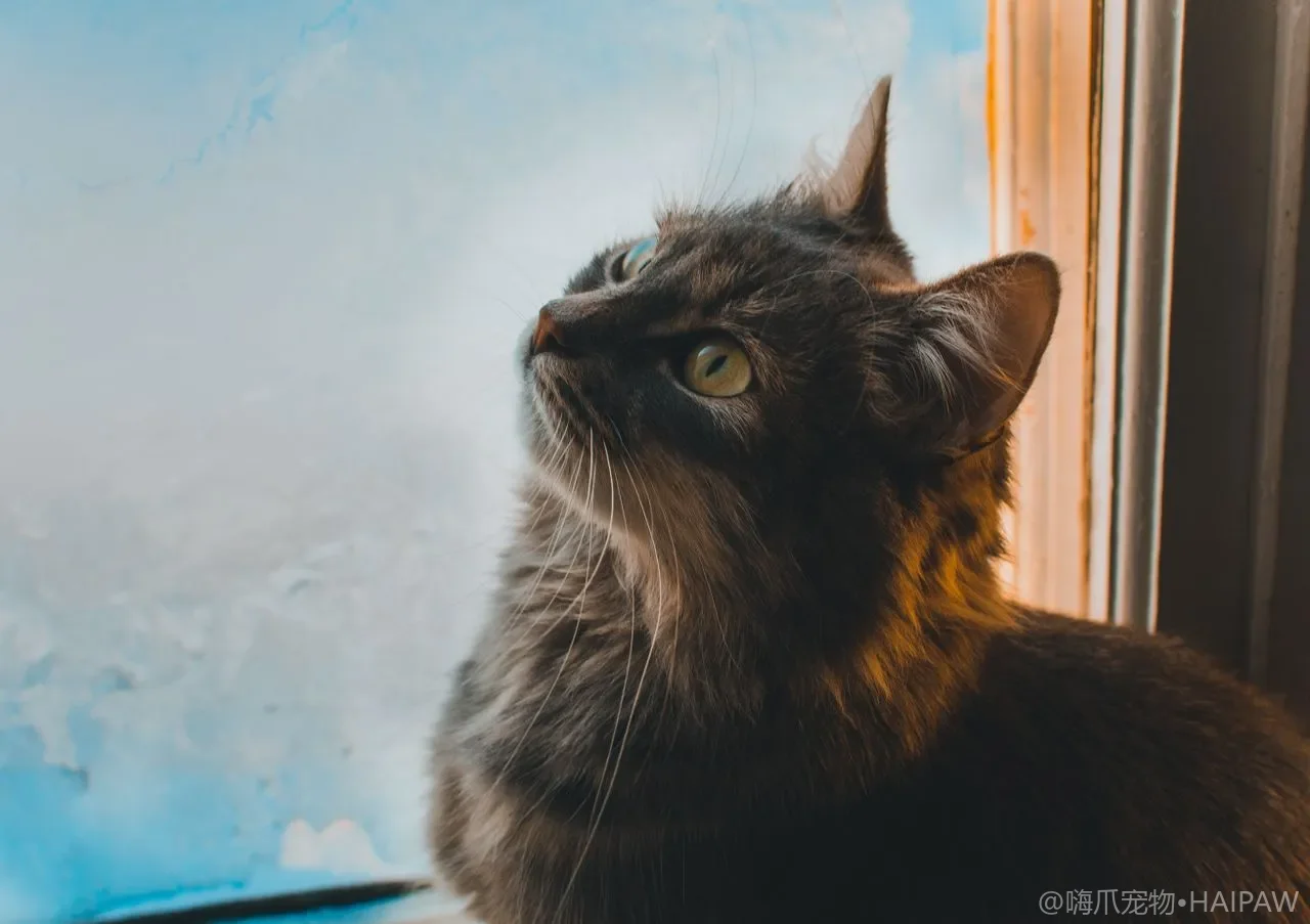 猫护毛素洗后到底要不要润丝？长毛猫顺毛打结的正确用法与坑