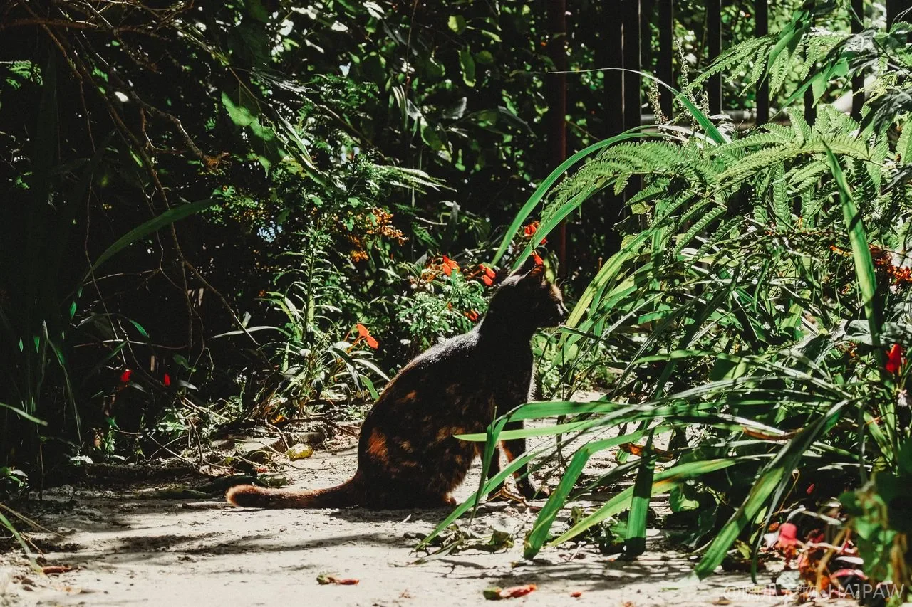 猫美容剪刀怎么选不伤猫？圆头直剪弯剪薄剪按部位的安全购买指南