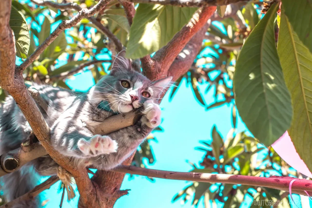 猫毛干枯无光泽怎么养出亮泽被毛？饮食洗护双管齐下的养护清单