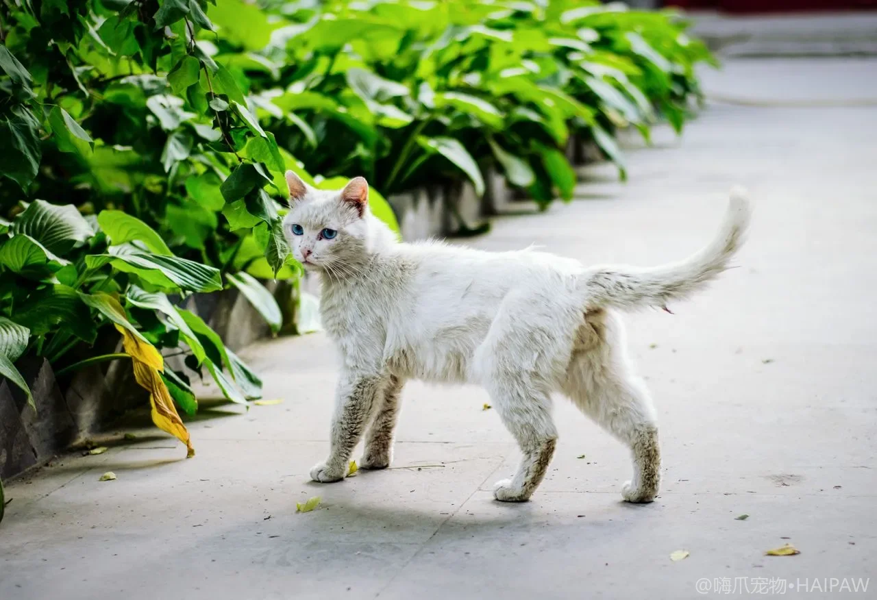 带猫去宠物店洗澡到底靠不靠谱？判断店面卫生与应激风险的避坑清单