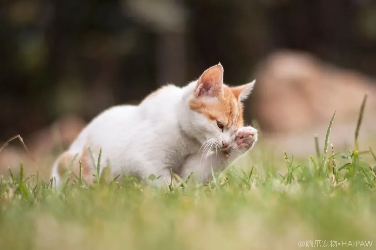 猫肉垫干裂起皮用润足霜有用吗？宠物润足膏成分与涂抹要点