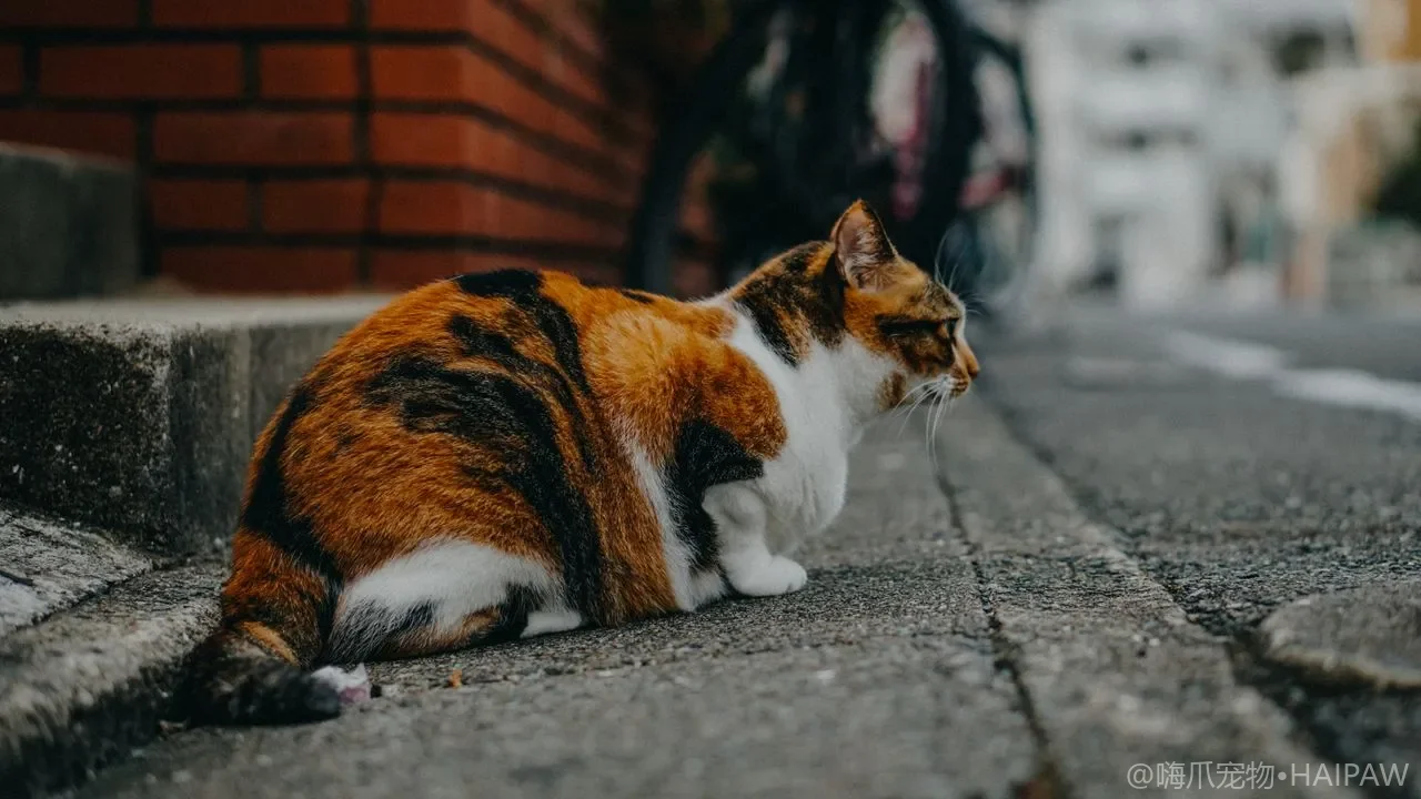 宠物湿巾能天天给猫擦身吗？局部清洁湿巾的成分挑选与使用边界