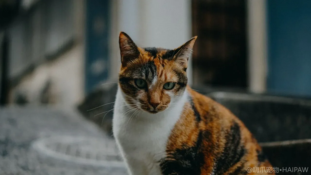 猫的眉毛和眼周长毛要不要剪？面部修整防戳眼的安全做法