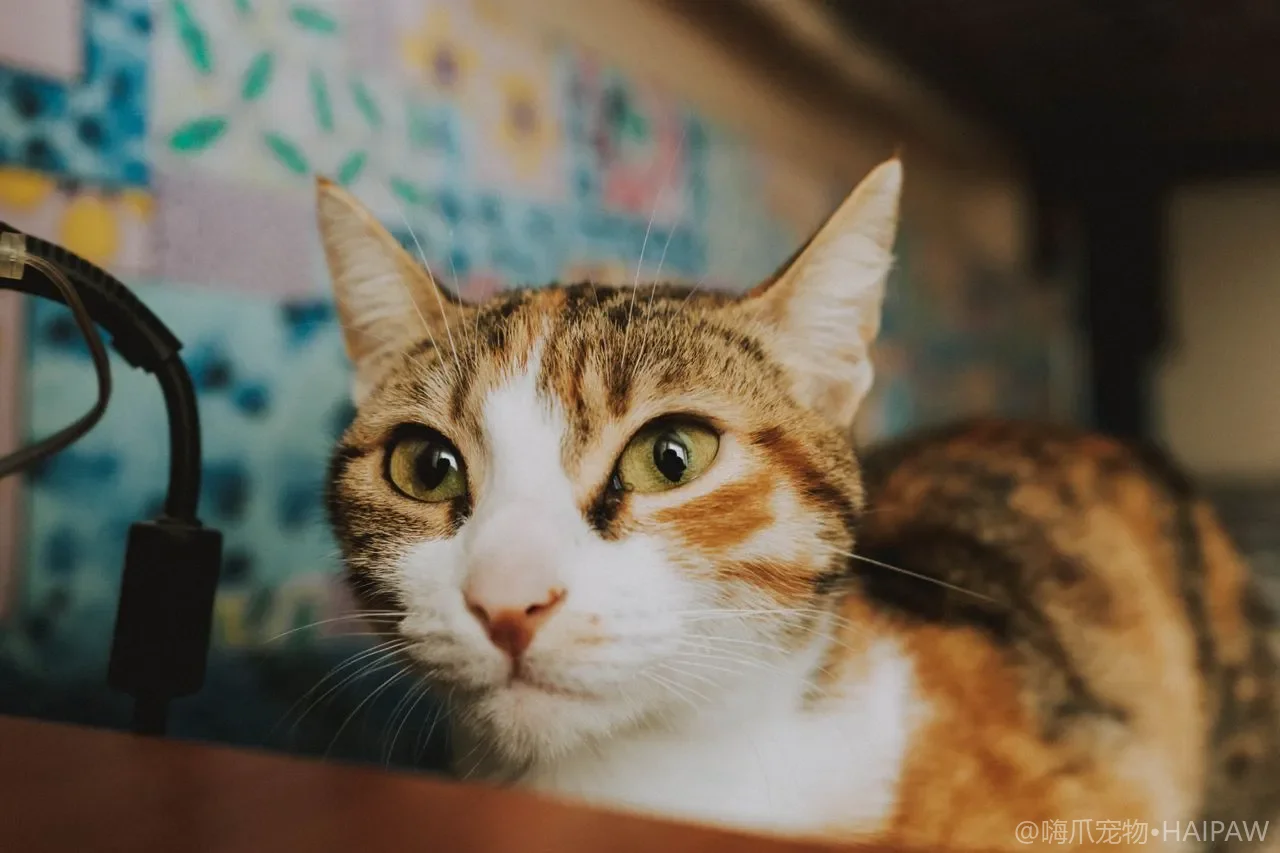 给猫洗澡怎么防止耳朵进水发炎？塞棉球与事后擦干的正确防护做法