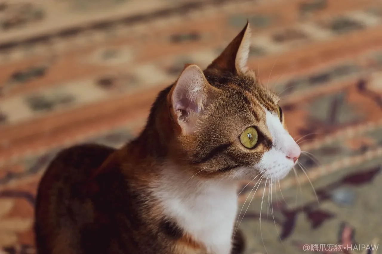 猫的尾巴毛打结或油腻怎么处理？尾巴清洁与造型护理的完整步骤