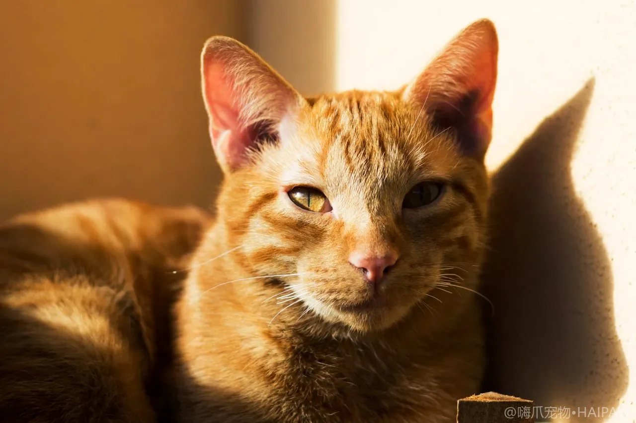 猫脚垫老茧增厚怎么护理？软化防裂与日常保养的实用指南