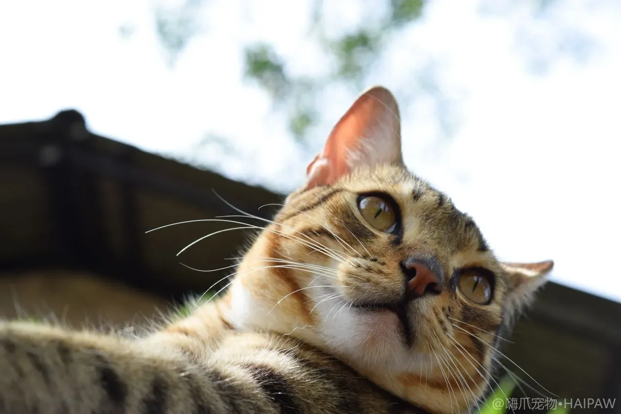 猫不能常洗澡怎么清洁？干洗粉与干洗泡沫的正确用法