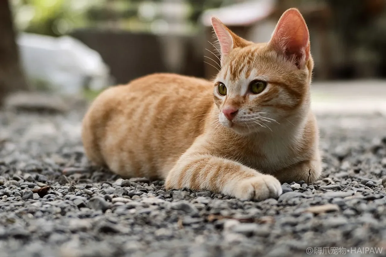 猫咪耳朵清洁全流程：日常护理、耳螨预防与正确操作方法