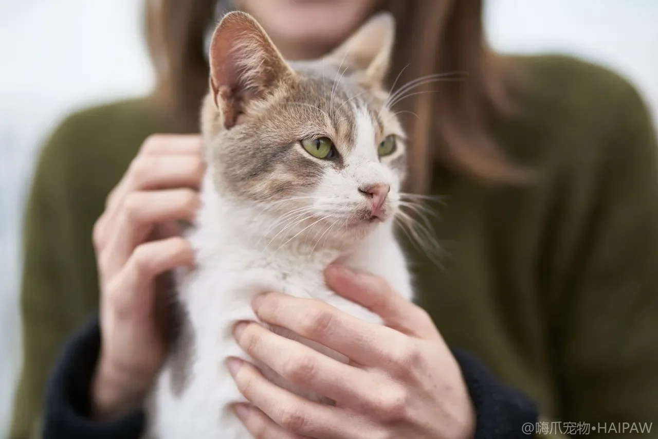 猫咪换季换毛期的美容护理：从梳毛频率到化毛产品的使用方案