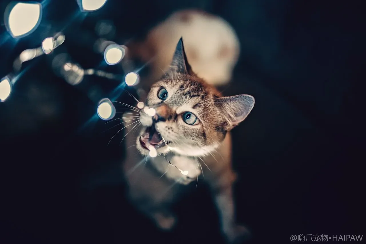 猫咪智能用品选购避坑指南：自动喂食器、饮水机与摄像头的真实使用体验
