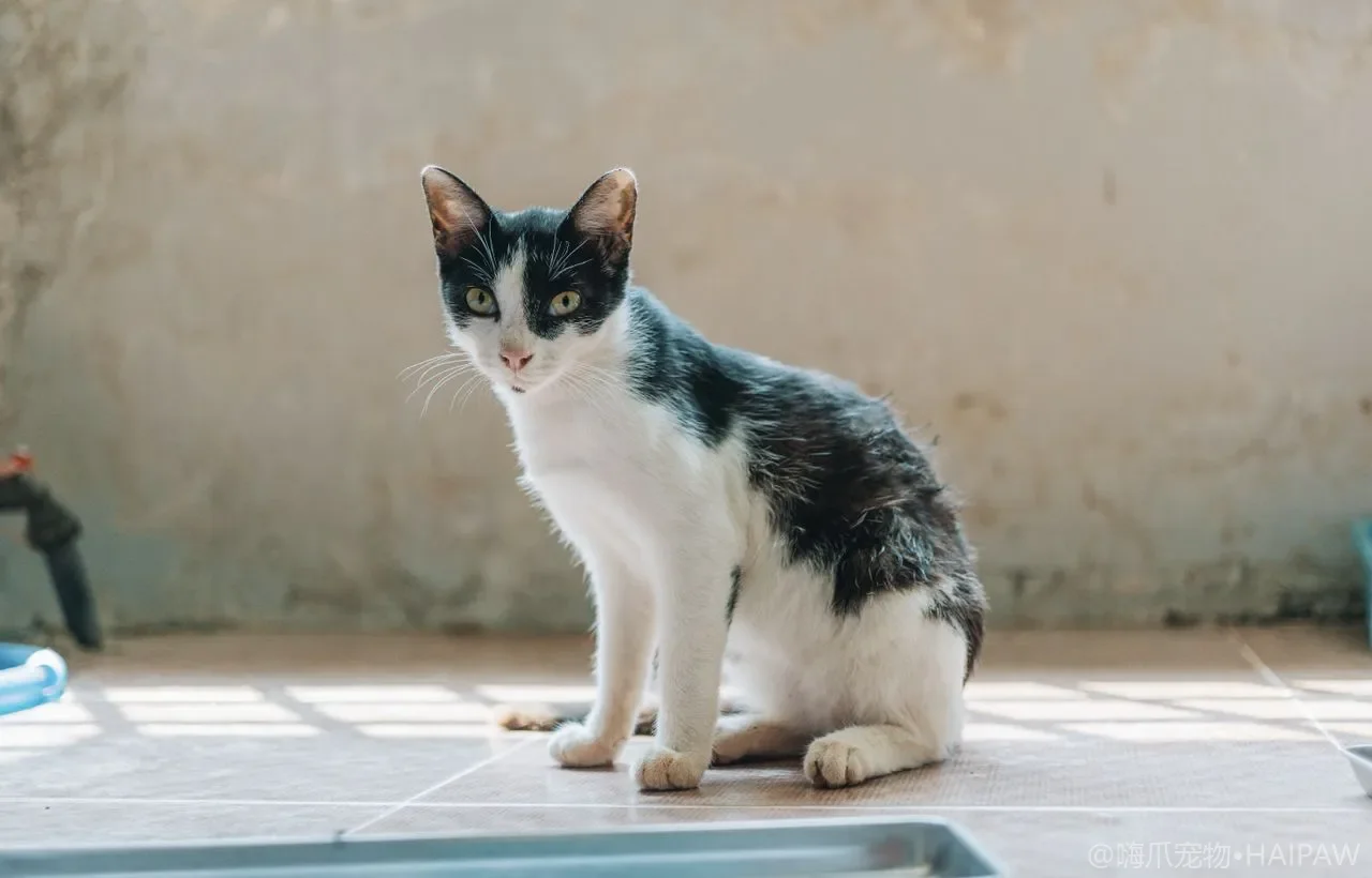 猫咪肠胃敏感期的饮食调理：低敏粮与单一蛋白源的选择