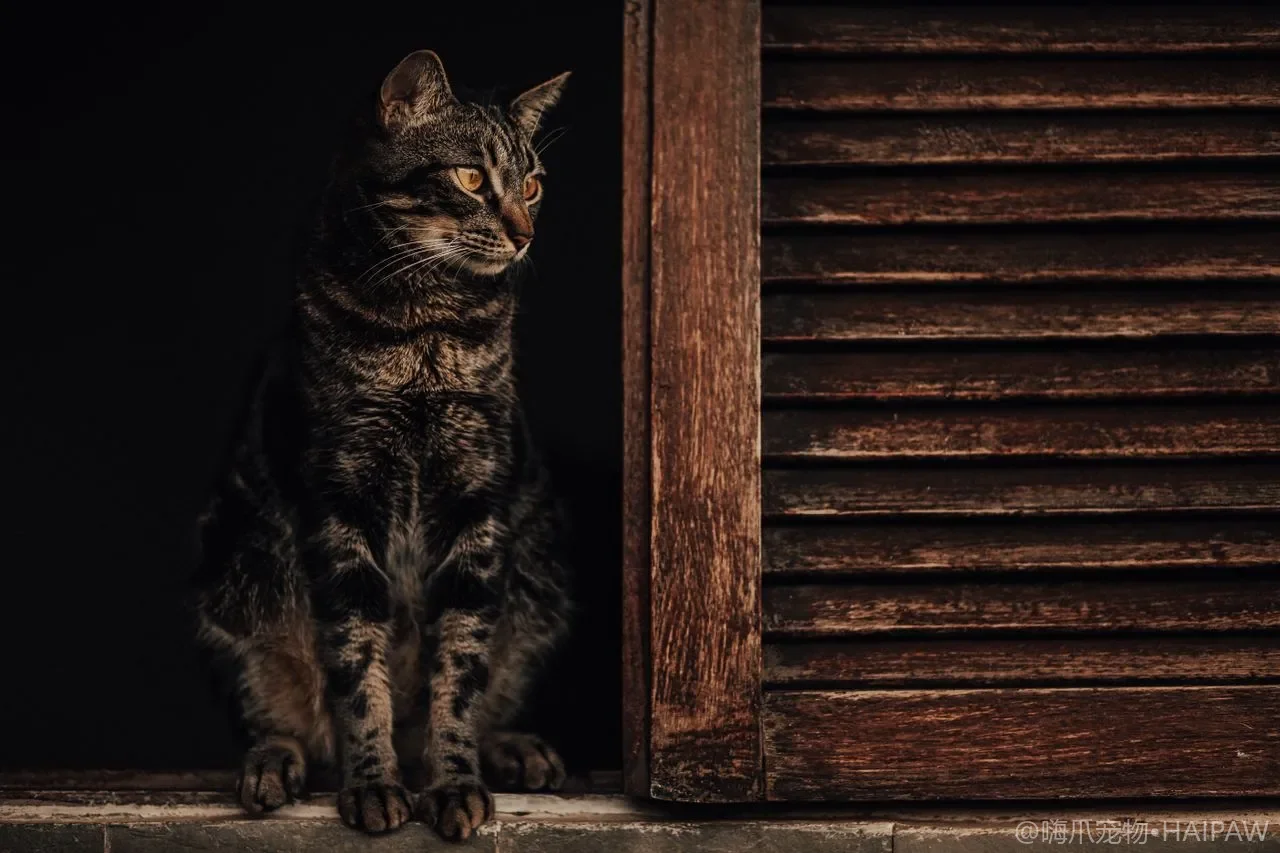 猫咪寄生虫防治全攻略：体内外驱虫周期与药物选择