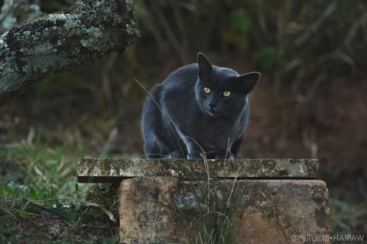 猫咪疫苗接种后的不良反应识别与处理