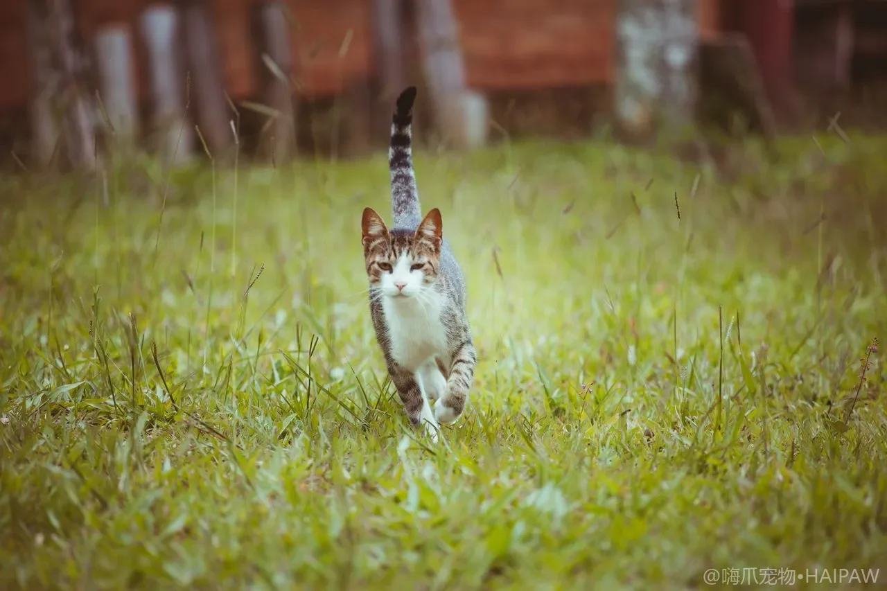 猫咪尾巴语言完全手册：从竖尾到夹尾的十一种情绪信号