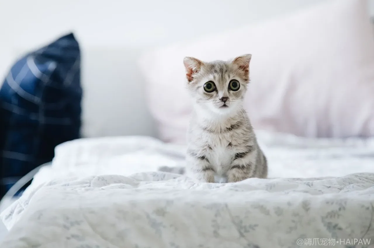 猫咪指甲修剪与防抓家具：日常护理实操