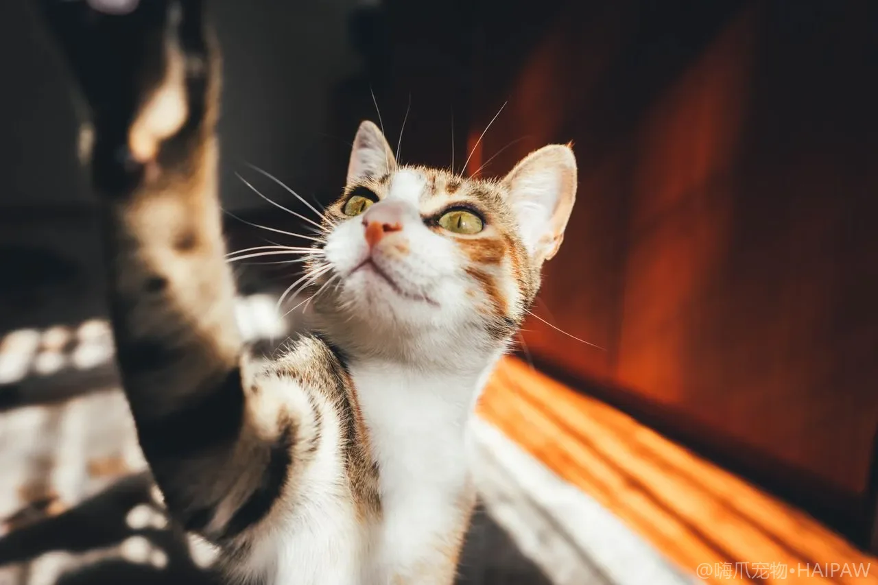 别以为一身毛就不怕冷：猫咪冬季保暖护理清单