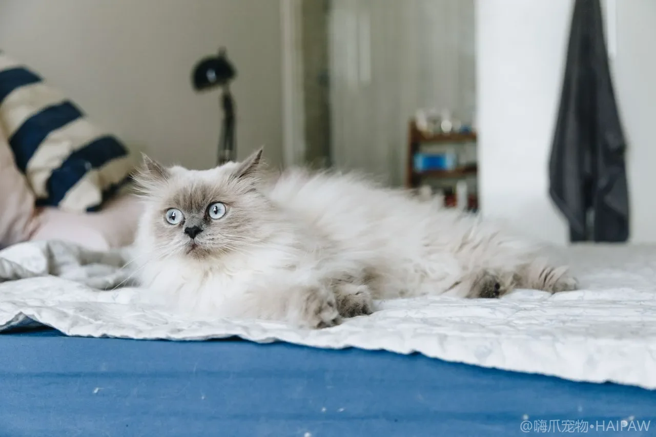 猫咪春季过敏不是换毛：环境护理与舒缓指南