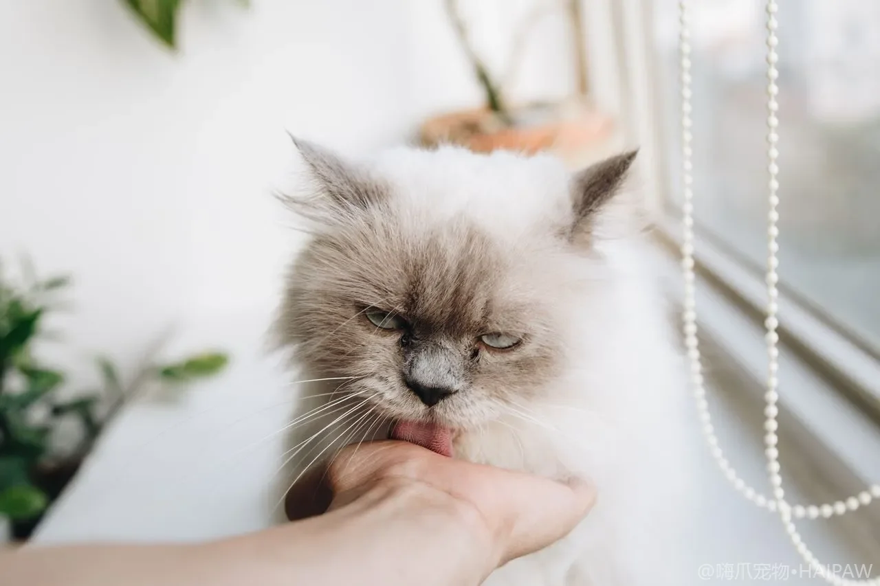 猫日常梳毛怎么做：毛发养护与梳具使用指南