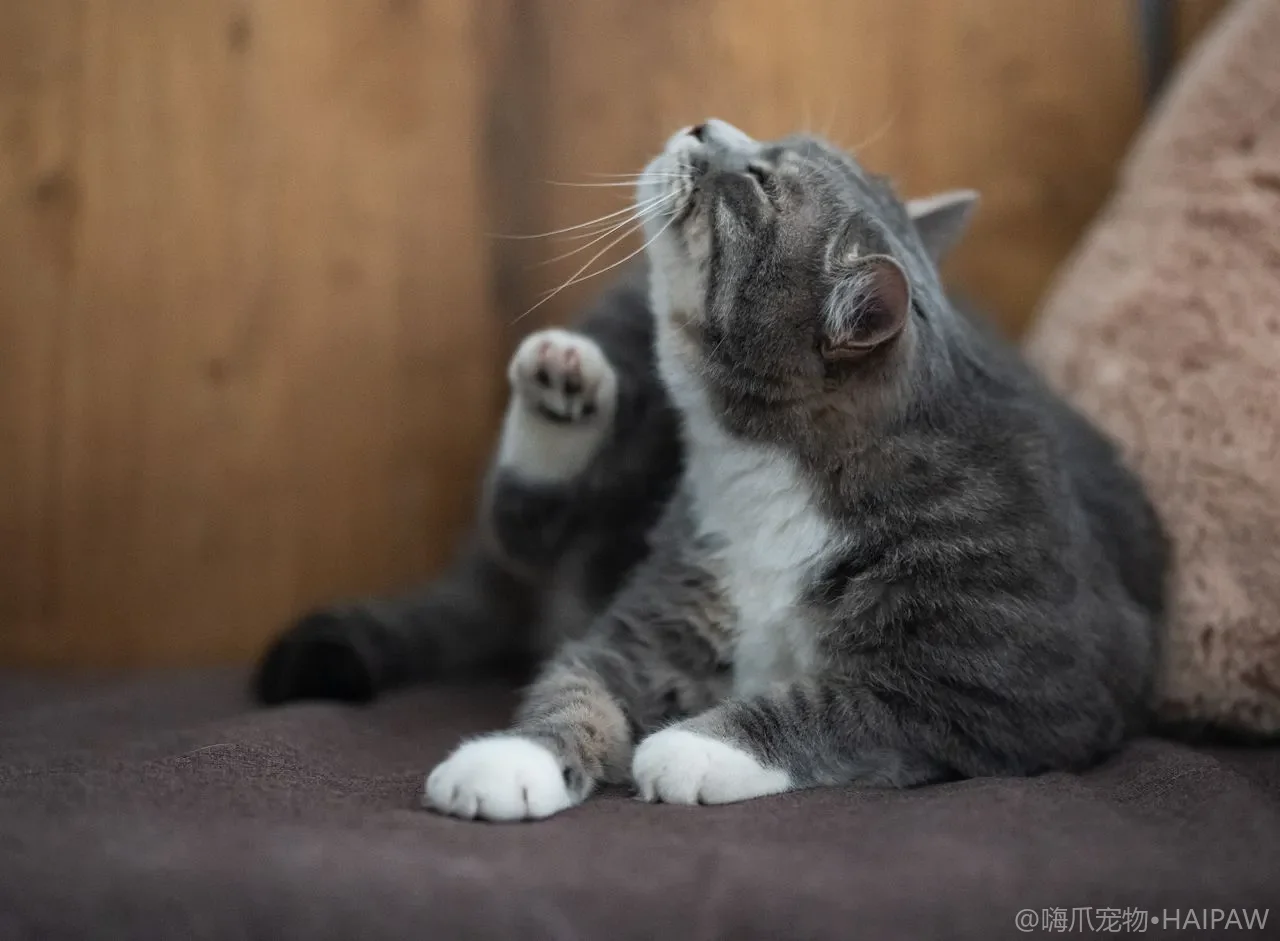 日常眼部清洁，猫眼护理这样做