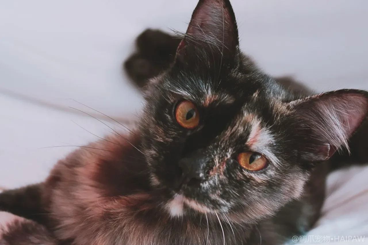 猫耳朵脏了别乱掏！棉签伸进去，可能把问题捅得更深