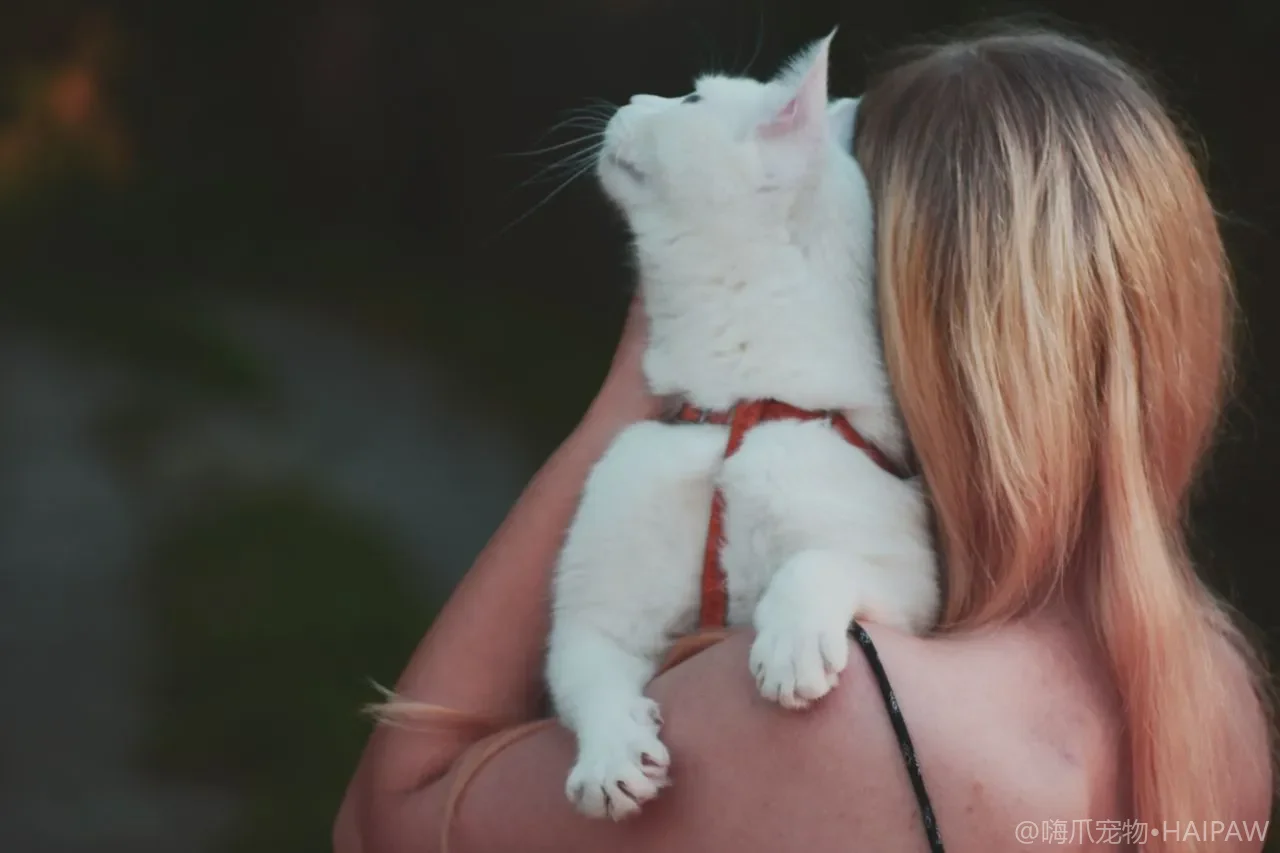 猫鼻子干就是发烧？别被这个"体温计"骗了