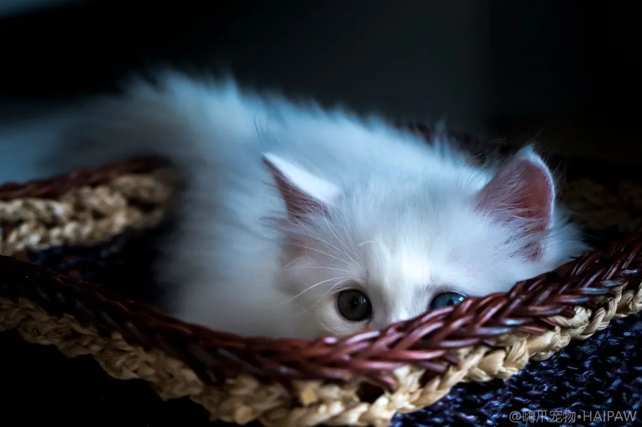 猫窝和睡垫多久洗一次才卫生?寝具清洁除味与防螨的完整做法 猫窝和睡垫多久洗一次才卫生?寝具清洁除味与防螨的完整做法