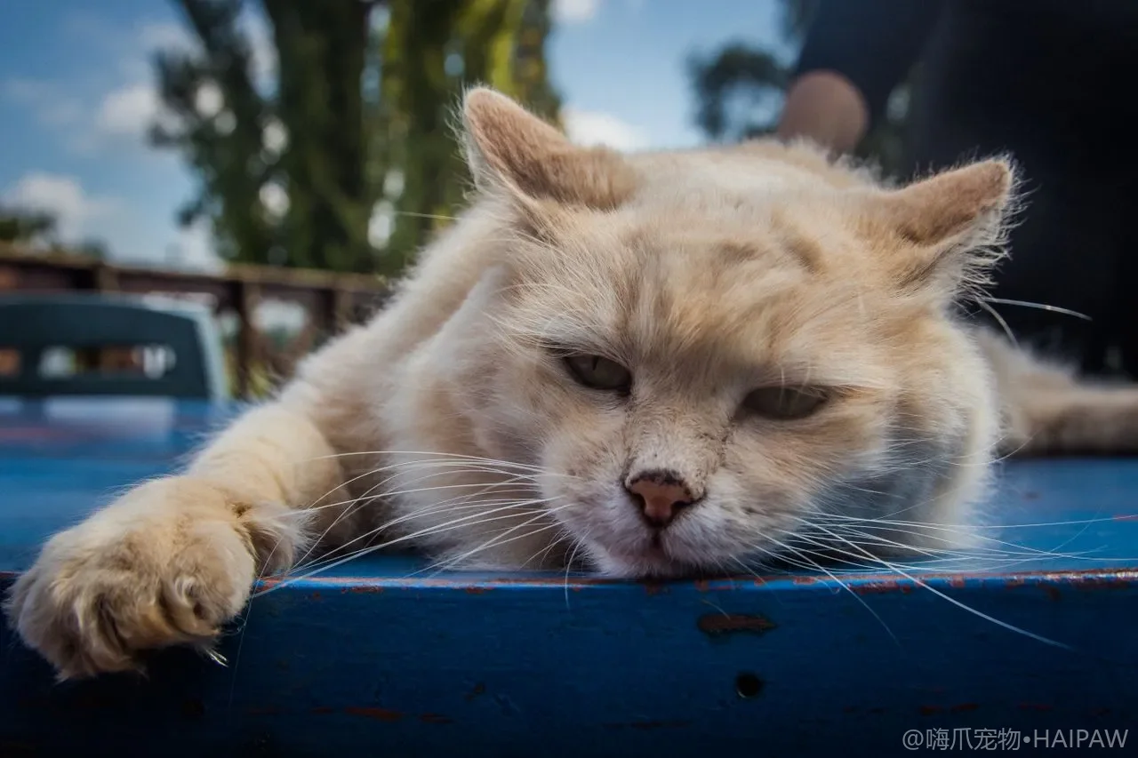猫身上小伤口在家怎么处理?判断轻重和清创上药的正确步骤 猫身上小伤口在家怎么处理?判断轻重和清创上药的正确步骤