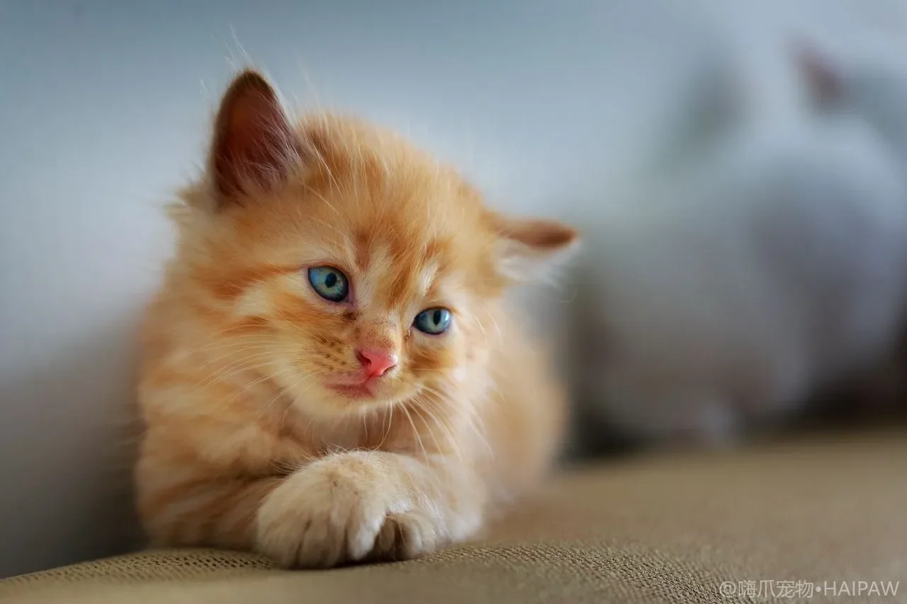 猫脚缝里的毛太长要剪吗？脚底毛修剪的频率、工具和不容易被抓的操作