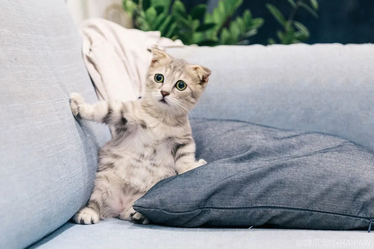 猫总在地上蹭屁股是肛门腺堵了？居家观察与必要时清理的正确方法