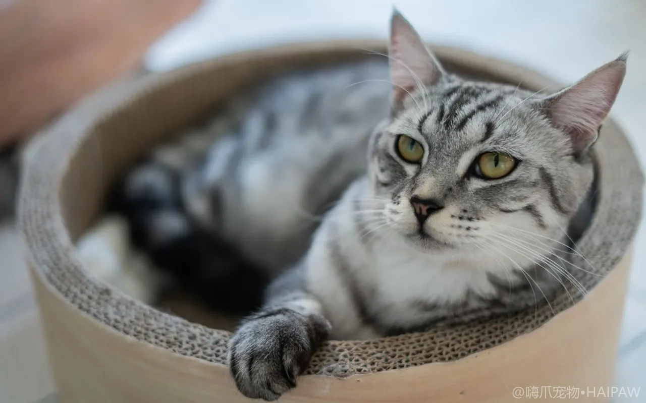 猫包和航空箱怎么清洗消毒？长期放置的除味与卫生死角清理清单