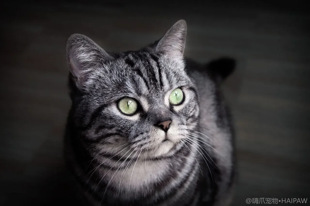 猫脚垫干裂起皮在家怎么护?季节变化和干燥护理的完整方案 猫脚垫干裂起皮在家怎么护?季节变化和干燥护理的完整方案