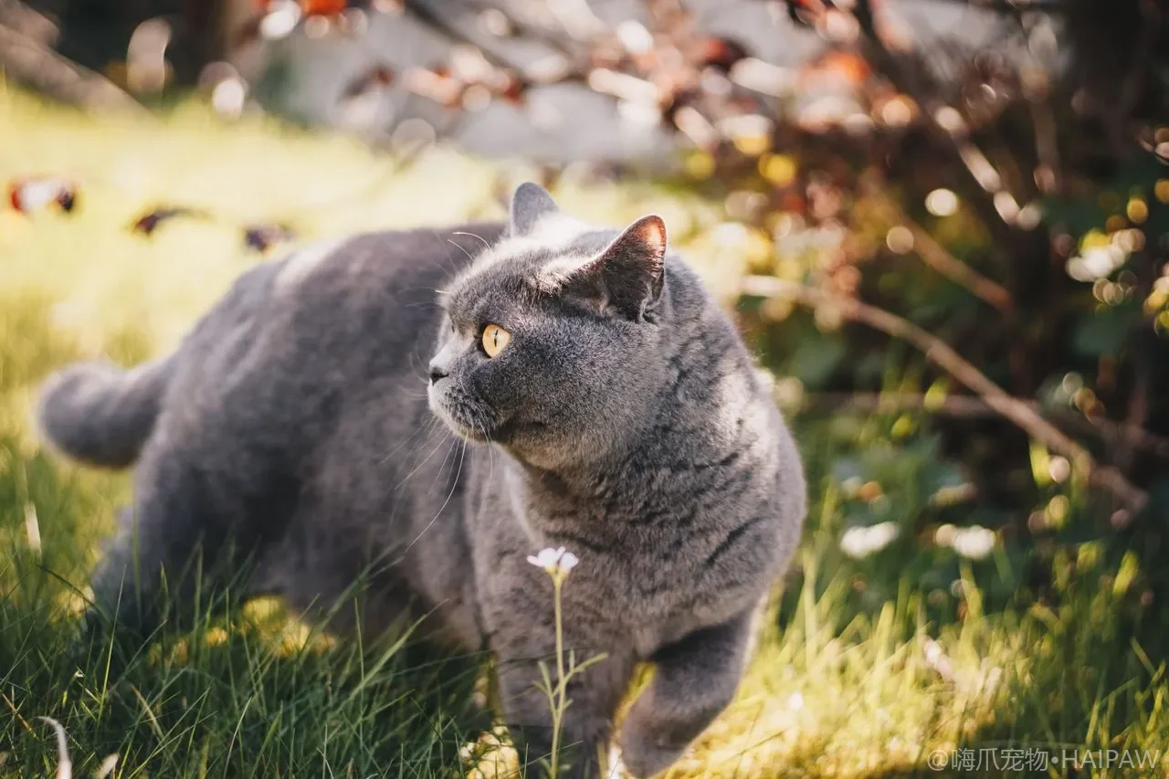 猫脚趾缝总藏脏该怎么清理？居家去污检查与长毛修剪的完整做法