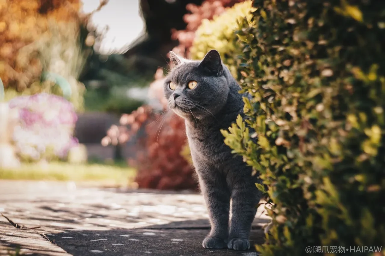 猫老在家具上蹭后背抓痒是咋回事？分辨蹭痒需求与皮肤病的日常观察