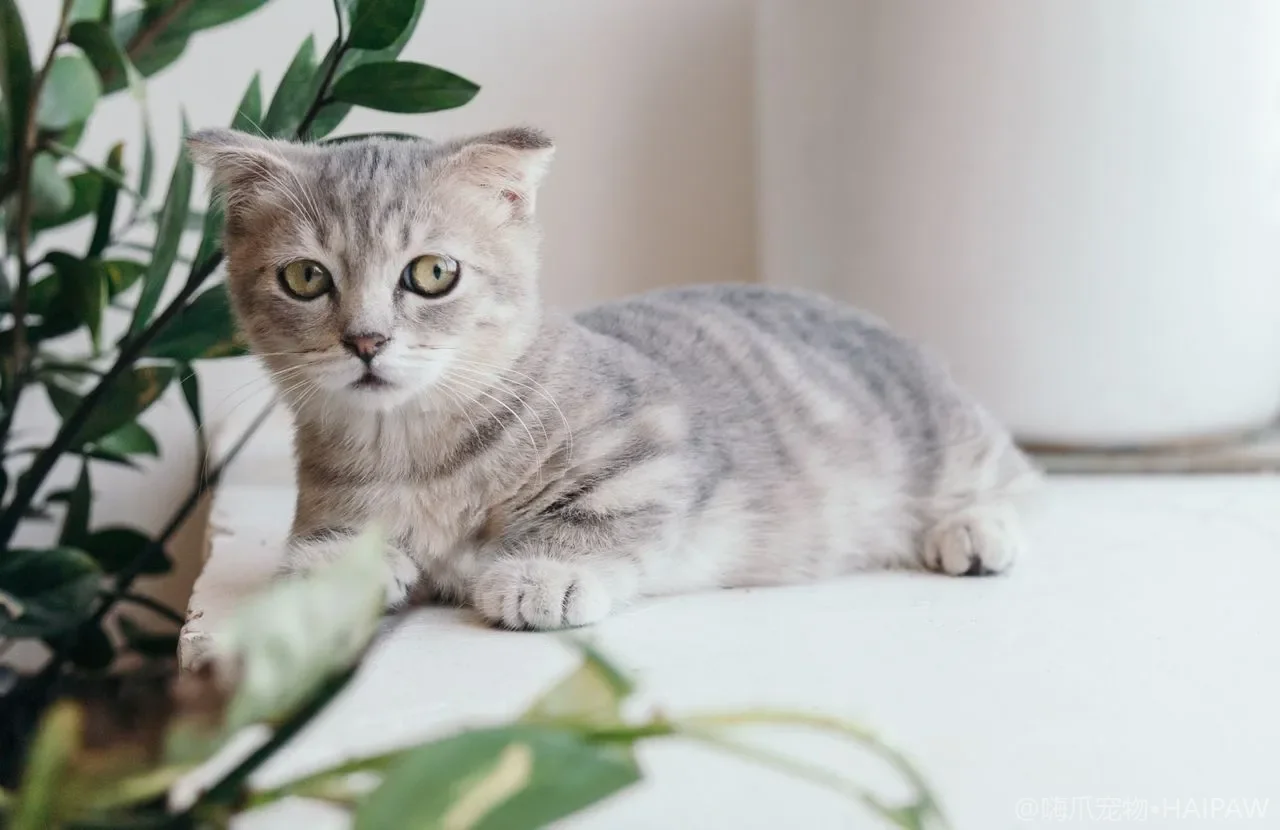 猫绝育手术后伤口怎么护理？居家观察吃喝拉撒与防舔防感染的要点