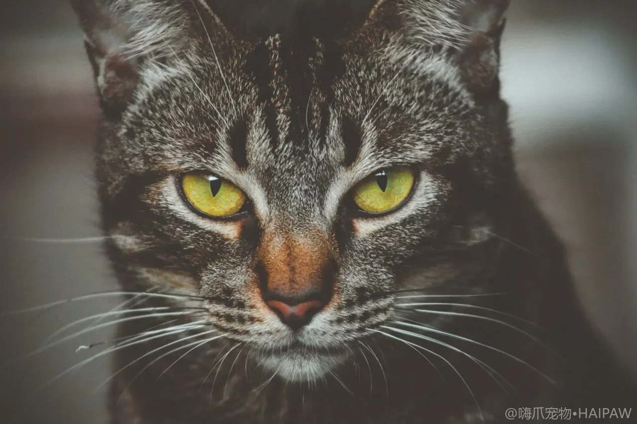猫脚垫被热地暖或户外烫面烫伤怎么办?居家降温与愈合护理 猫脚垫被热地暖或户外烫面烫伤怎么办?居家降温与愈合护理