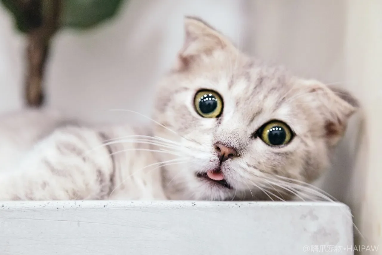 白猫和短毛猫也会被晒伤吗？猫防晒与夏季皮肤保护的实用方法