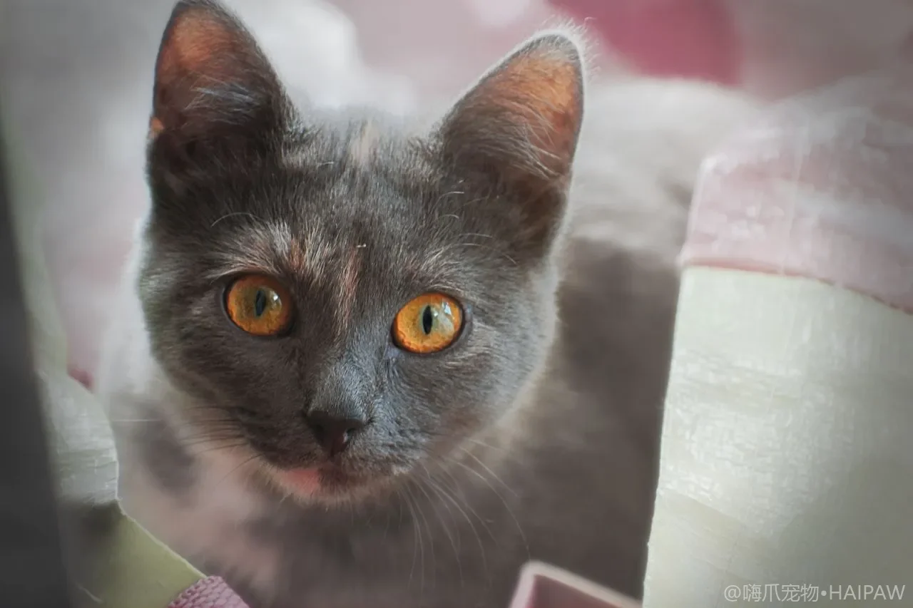 给猫剪指甲不小心剪到血线出血了怎么办？居家止血与防感染的处理步骤