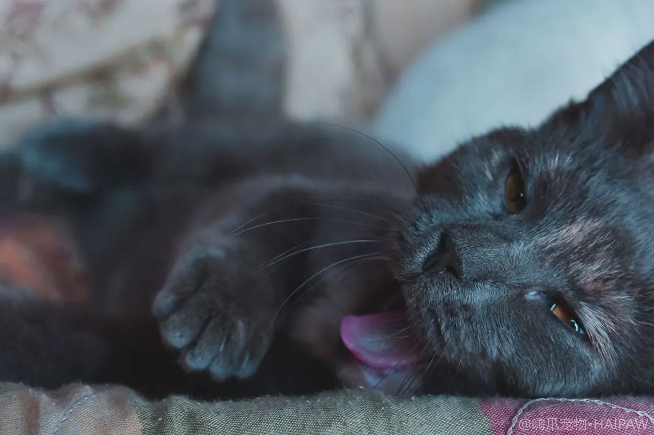 猫的牙齿在家怎么自检？从牙龈颜色到牙结石的早期信号