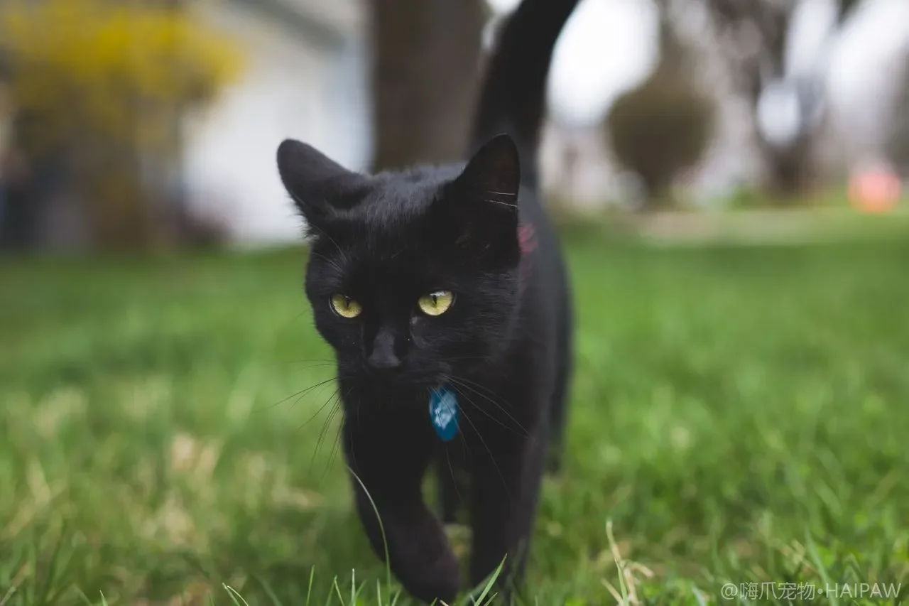 猫的肚子为什么不能随便摸？腹部敏感区与抚摸建立信任的边界