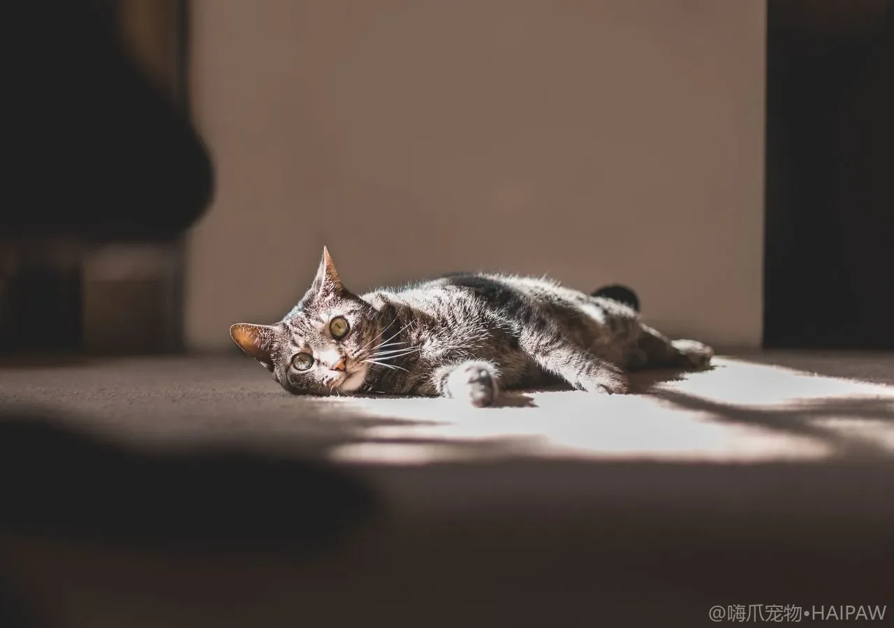 猫一天睡多久才正常？从睡姿和时长观察它的身体状态