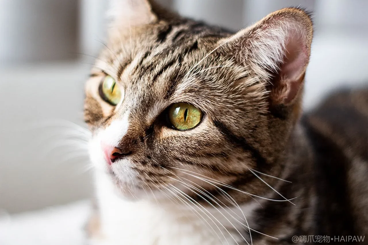 在家怎么给猫量体温？耳温肛温哪种准与操作要点全攻略