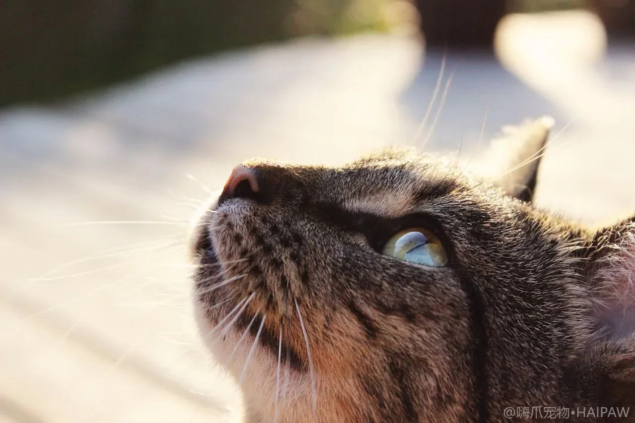 猫的玩具和用品怎么清洁？按材质分类清洗与除菌的安全要点