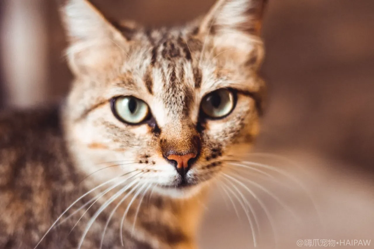 猫咪眼睛日常护理实操：从正常状态判断到异常分泌物清洁