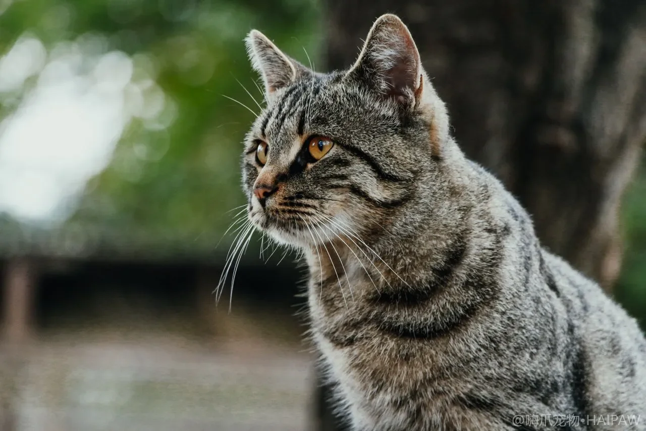 猫咪指甲修剪全流程：工具选择、正确手法与防抓伤策略