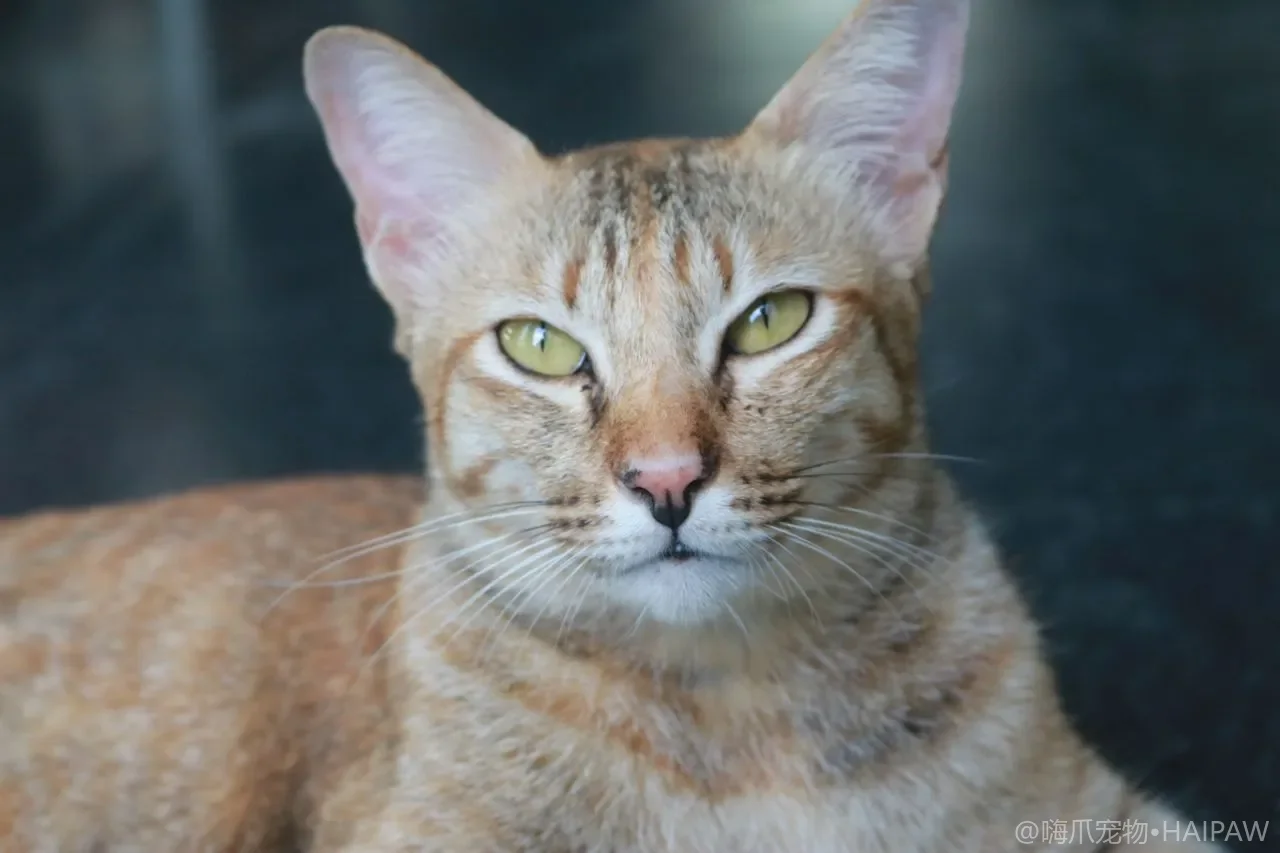 猫咪口腔日常护理：从口臭预防到刷牙脱敏的完整方案