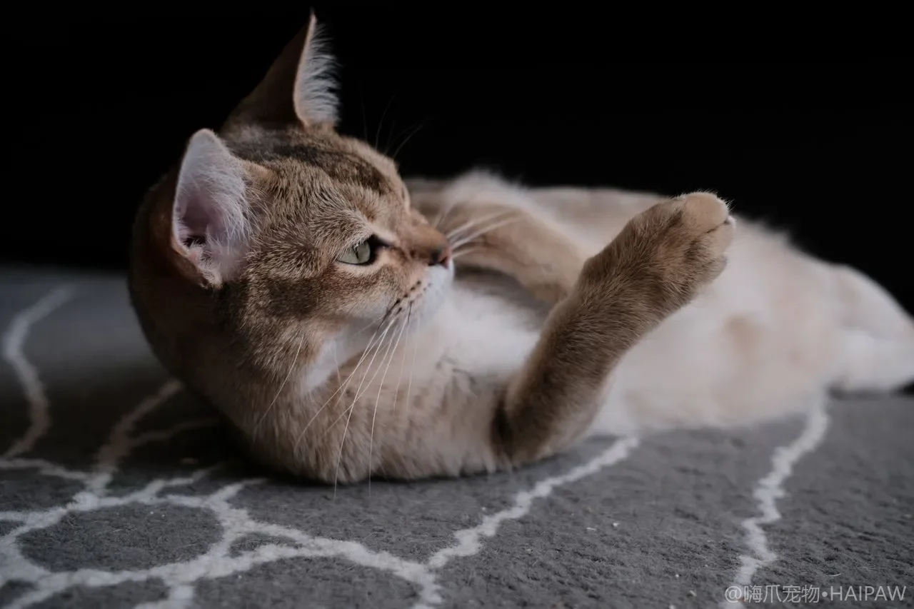 猫咪换季过敏的皮肤护理：从环境控制到饮食调理的完整方案