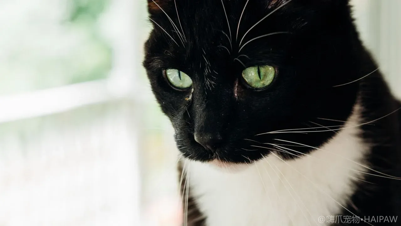 自动猫砂盆用不好？故障排查、维护保养与猫咪适应训练全攻略