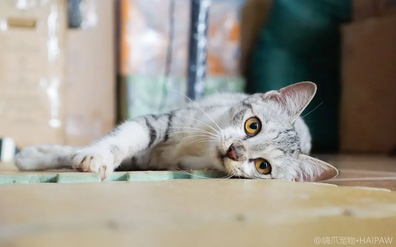 猫在猫砂盆外排泄怎么清理？异味去除与定位复原指南
