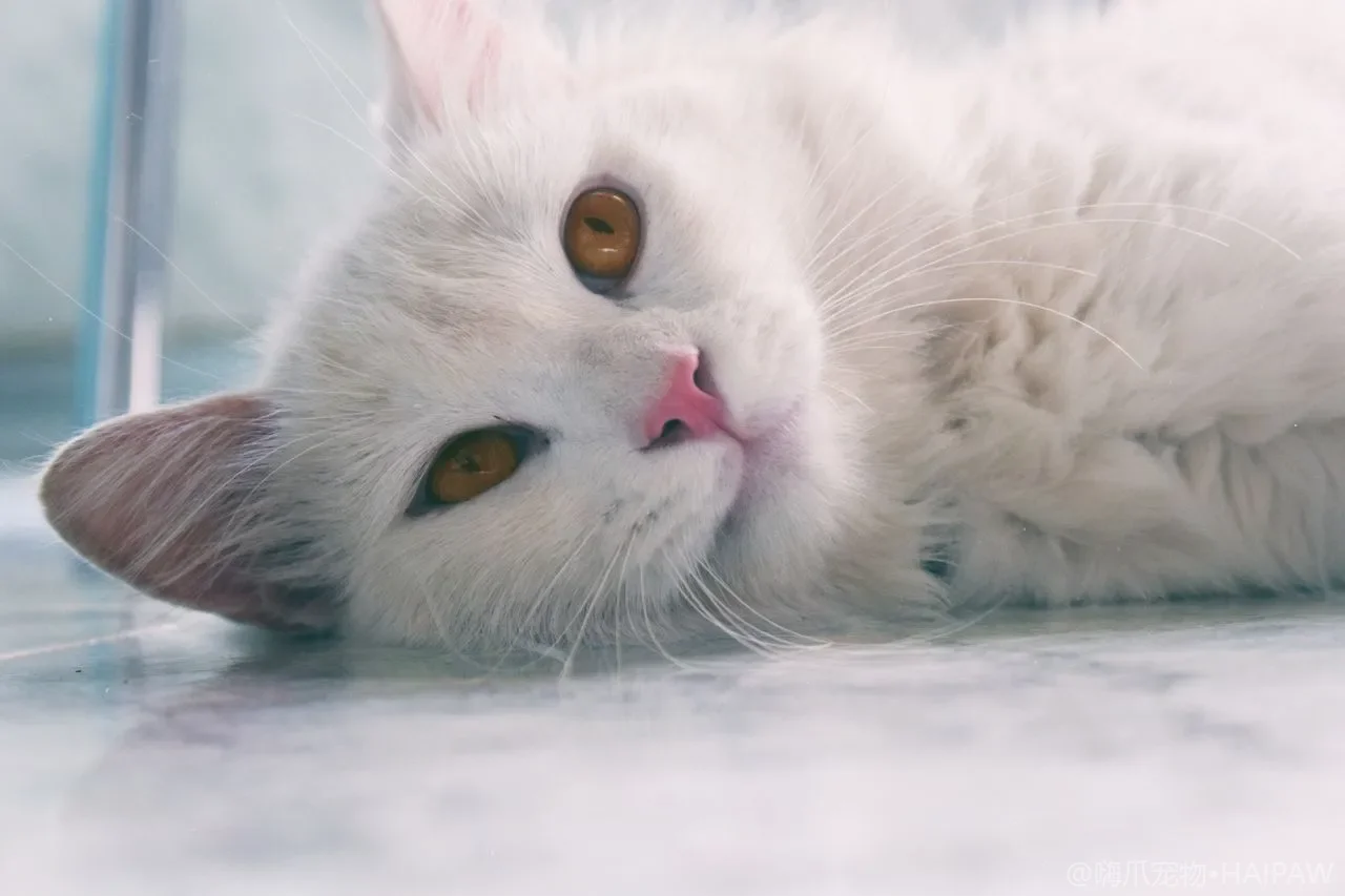 猫砂盆放在家里什么位置猫最愿意用？从隐私与逃生路线看猫砂盆摆放的黄金法则与常见错误